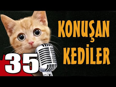 Konuşan Kediler 35 - En Komik Kedi Videoları