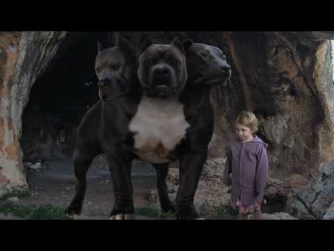 cerberus three-headed dog test.