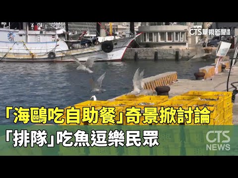 「海鷗吃自助餐」奇景掀討論　「排隊」吃魚逗樂民眾