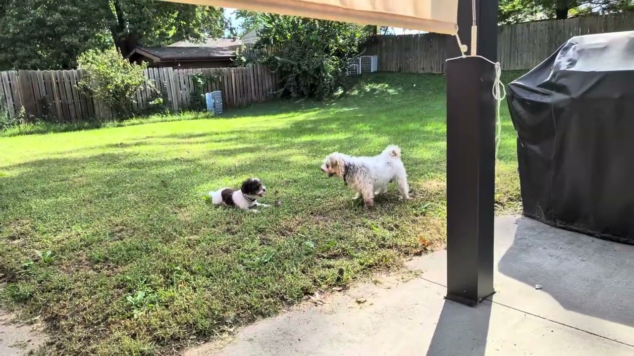 Enlarge Wendy, a Adoptable mixed breed in Kansas City, MO video 5/5