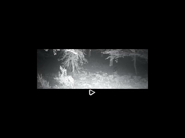 Vídeo relacionado con La historia de Max, el pequeño jabalí, que no quiere ensuciarse. Español-Inglés: The story of the little wild boar Max, who doesn't want to get dirty. Spanish-English