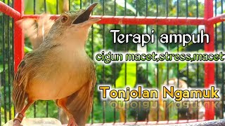 Download lagu cigun macet,stress,macet seketika Ngamuk || Terapi ampuh ciblek gunung mp3 Download lagu cigun macet,stress,macet seketika Ngamuk || Terapi ampuh ciblek gunung mp3