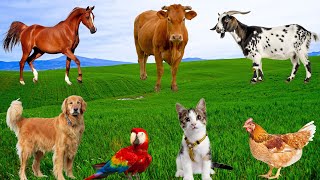Mischievous Pets - Dogs, Cats, Goats, Horses, Chicks, Parrots - Funny Animals