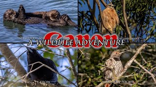 Otters at Morro Bay and a few treasures from Laguna Lake - a TRUE wildlife adventure!