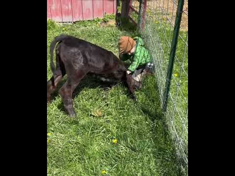 Little Boy And Calf Are Best Friends… It’s Too Sweet