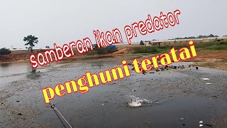 samberan ikan predator penghuni teratai