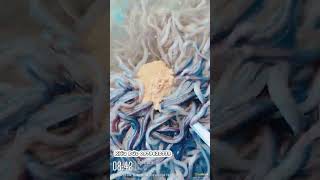 Cá 500con kí  nuôi bể bạt đường kính 3m thổi mái