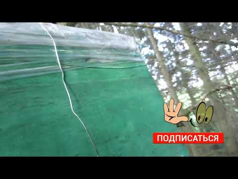 Пчеловодство.Роеловство.Очередной хороший бродячий рой попался в лесу на новом месте.Курьезы роелова