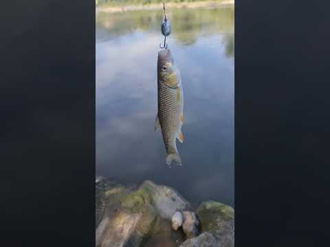 klen :) #fish #fishinglife #fishingvideo #fyp #klen #carpfishing #spinfishing #ribolov