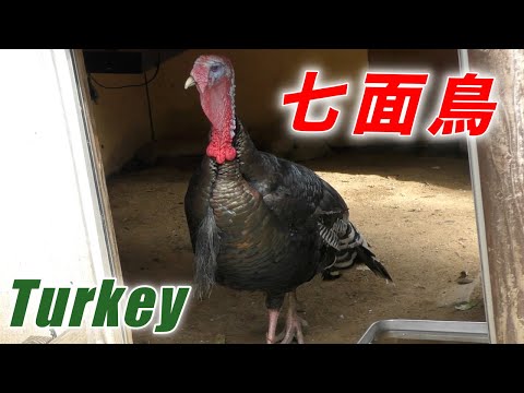 , title : '七面鳥（ターキー）の紹介〜クリスマスに食べられる理由  七変化する鳥〜（Wild turkey）'