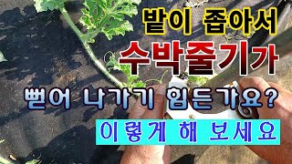 [텃밭농부. 1,121]  밭이 좁아서 수박의 줄기가 뻗지 못하면 이렇게 해 보세요.#수박재배