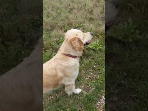 Alices Adventures video.