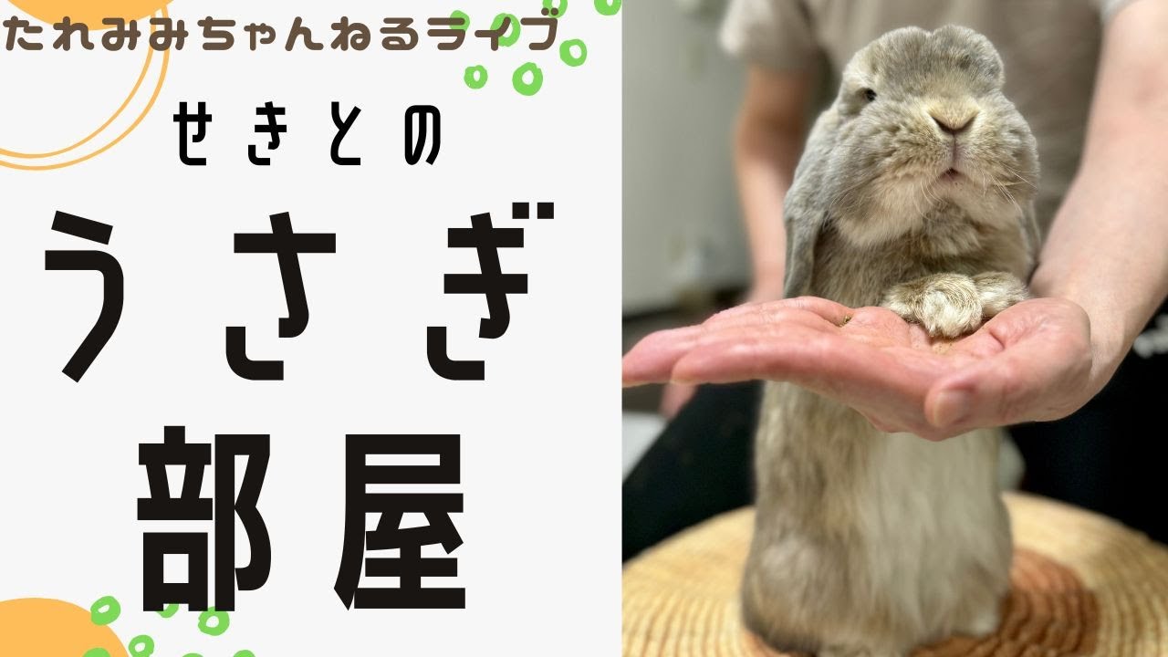 【せきとのうさぎ部屋】ホーランドロップの日常ライブ（2026年4月3日）