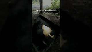 Download lagu story wa semar mesem mp3 Download lagu story wa semar mesem mp3