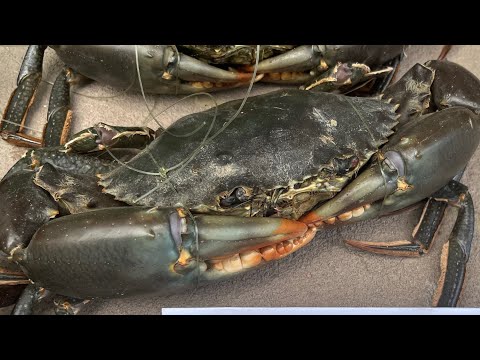 Giant Mudcrabs !! BEST WAY TO COOK MUDCRAB !!! Catch and cook mudcrab