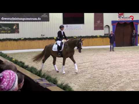 Dominy Hengstschau Vechta 2017