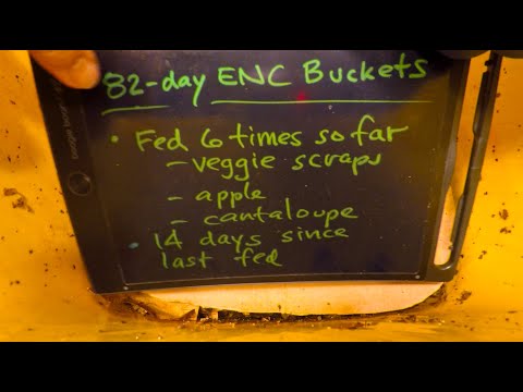 Yellow Euro nightcrawler buckets at day 82 get 7th feeding - vermicompost