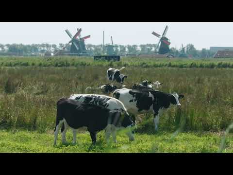 Amsterdam Area | I amsterdam