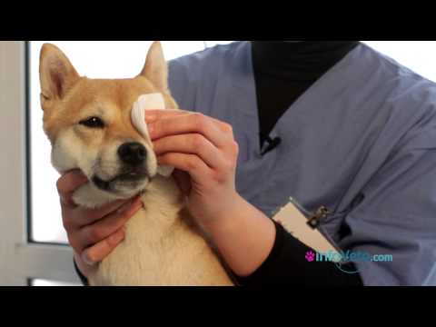 comment nettoyer yeux chien blanc