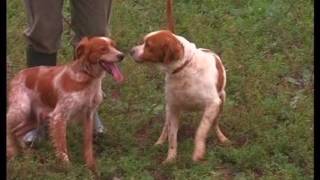 The Brittany Spaniel – Pet Dog Documentary English