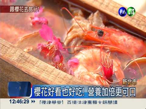 新北石碇櫻滿山 賞花祕道首曝光