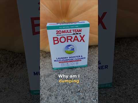 🧪 The power of boron. #giantpumpkin #fertilizer #gardening #plants #homestead