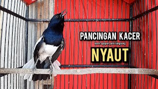 Download lagu kacer gacor NGEPLONG tarung ini paling ampuh buat PANCINGAN KACER agar EMOSI NYAUT mp3 Download lagu kacer gacor NGEPLONG tarung ini paling ampuh buat PANCINGAN KACER agar EMOSI NYAUT mp3