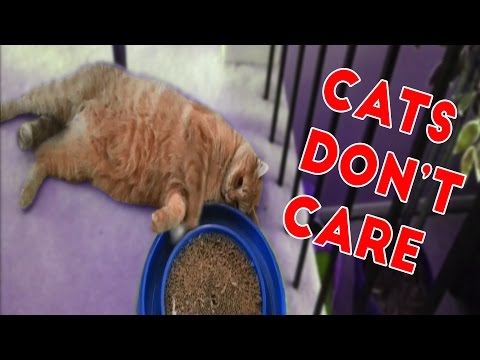 Cats Don’t Care Funny Pets Videos of 2016 Compilation
