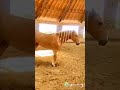Well Tamed Horse Makes A Move That No Horse Can Do