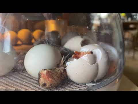 , title : 'Hatching Guinea Eggs!! Up close! Putting 29 Guinea eggs in the Brinsea incubator!  Guinea KEETS!'