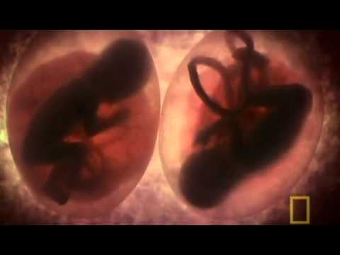 National Geographic   In The Womb Multiples