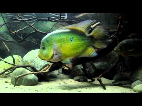 Amphilophus trimaculatus