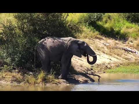 Djuma: Hippo and then lone Elephant - 13:21 - 04/13/21