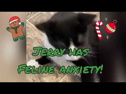 JERRY, an adoptable Domestic Short Hair in Mahwah, NJ_image-1