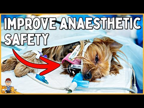 How to stop your dog dying from anesthesia + surgery