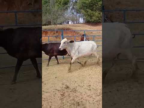 Lindas vacas e um bezerro  na zona rural de Cabo Verde-MG!! #minasgeraisbrasil #vidanaroça #fazenda