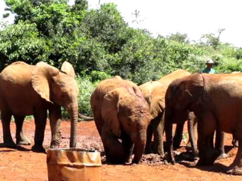 Elephant Orphanage - Playing in mud and water, crossing legs (December 2011)