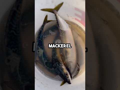 Catching Mackerel for FRESH Shark Bait! #fishingvideo #fishing #fishingbait #baitandwait