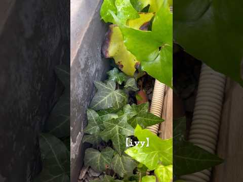 アイビーは木に悪いですか？カットすべきでしょうか？  庭園