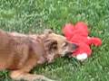 Owen Vs Tickle Me Elmo Round 1
