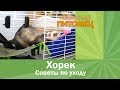 Хорек 