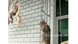 СМЕШНОЕ ВИДЕО С КОШКОЙ 😸