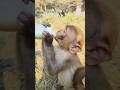 cute baby drinking milk 🍼🐒#animals #monkey #baby #ytshorts #shorts #138