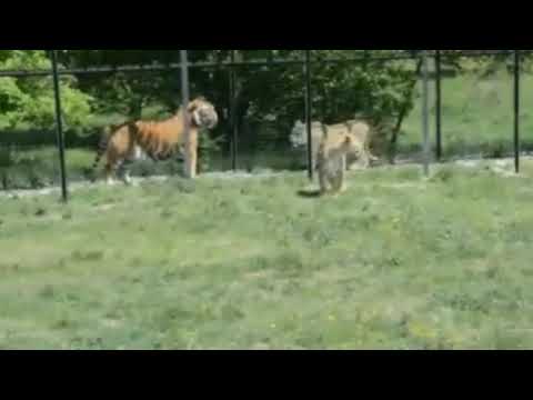 Tiger vs Lion Size Comparison! African Lion Vs Bengal Tiger Size