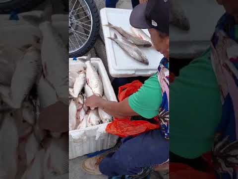 Venta de pescado 🐠🐟 hoy domingo en ituango Antioquia #Hidroituango