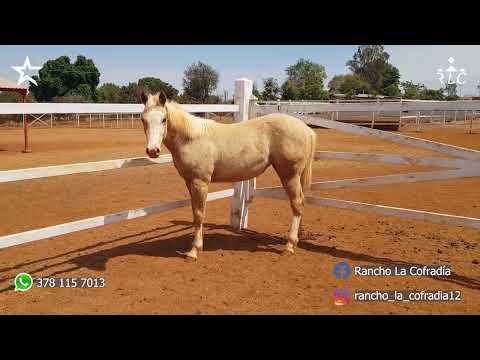 Rancho La Cofradía Visit 2023 - Part 3 of 3 - Colts and Fillies Available