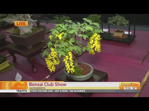 Bonsai Club Show