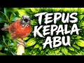 Tepus Kepala Abu Visual Asli Suara Alami Tersinkron
