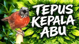 Download lagu Tepus Kepala Abu | Visual Asli & Suara Alami Tersinkron mp3