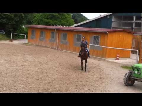 Heiniger-Pferde.com  KWPN 2005 Stute von Kreator X Burggraaf